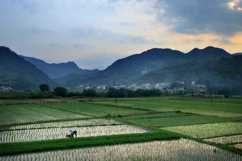 1621574878207738.jpg “小满”时节,雨水丰盈。太湖县北中镇元畈村村民不误农时,辛勤劳作,唯愿今年又是一个水稻丰收年。(太湖县纪委监委供 李登求摄).jpg