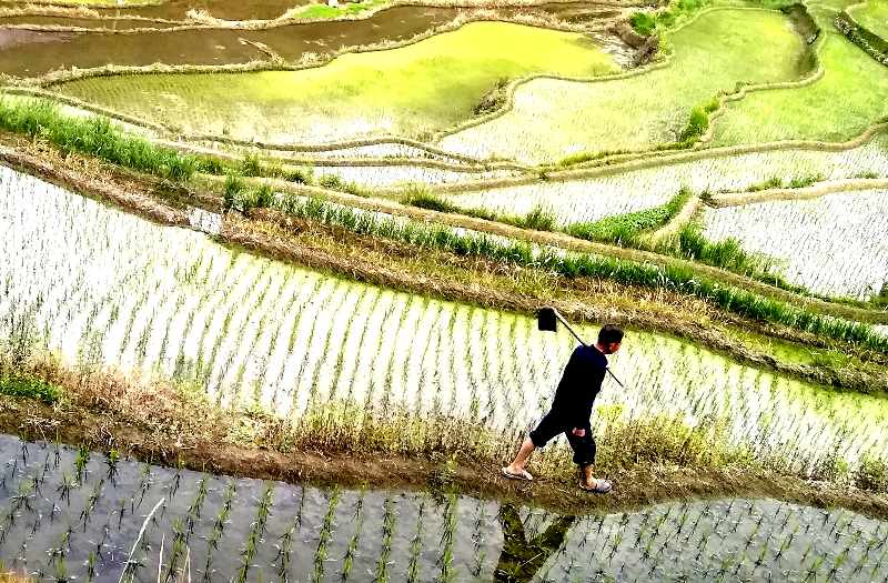 1621574970939153.jpg “手把青秧插满田,低头便见水中天。”勤劳的农人以秧为笔,书写出秋天丰收的序言。.jpg