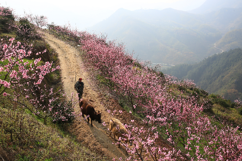 21黄鹤山桃花.JPG