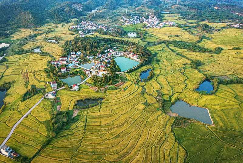 1637064995272220.jpg 金秋时节,安徽省太湖县大地一片金黄,稻菽秋层浪,处处洋溢着丰收的喜悦。(太湖县纪委监委供 王晓霞摄 2021年9月).jpg
