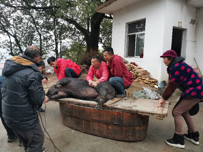 春节将至，在刘畈乡九田村，村民刘美娟家正在顺年猪，左邻右舍齐上阵，在欢声笑语中，浓浓年味扑面而来。刘美娟摄_副本.jpg